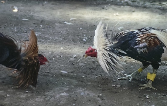 Riverside County Duo Arrested for Alleged Illegal Cockfighting Ring in Yucaipa, Nearly 250 Roosters Seized