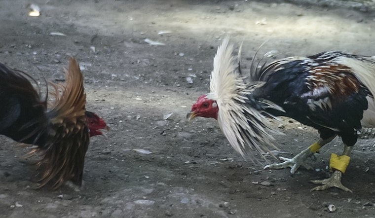 Riverside County Duo Arrested for Alleged Illegal Cockfighting Ring in Yucaipa, Nearly 250 Roosters Seized