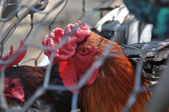 Riverside County Steps Up Precautions as 23 Farms Test Positive for Bird Flu Amid Public Health Concerns