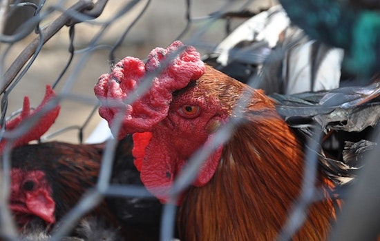 Riverside County Steps Up Precautions as 23 Farms Test Positive for Bird Flu Amid Public Health Concerns