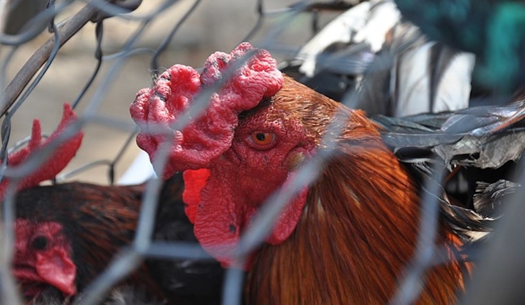Riverside County Steps Up Precautions as 23 Farms Test Positive for Bird Flu Amid Public Health Concerns