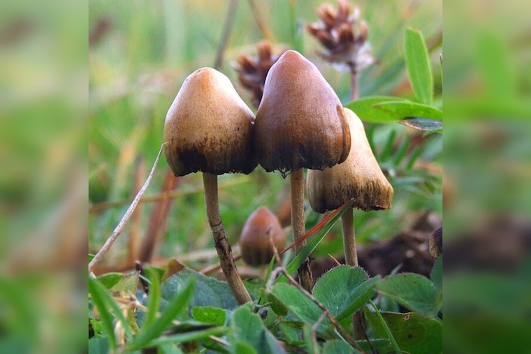 San Clemente and Joshua Tree Residents Arrested for Alleged Psilocybin Cultivation after Teen Hospitalized