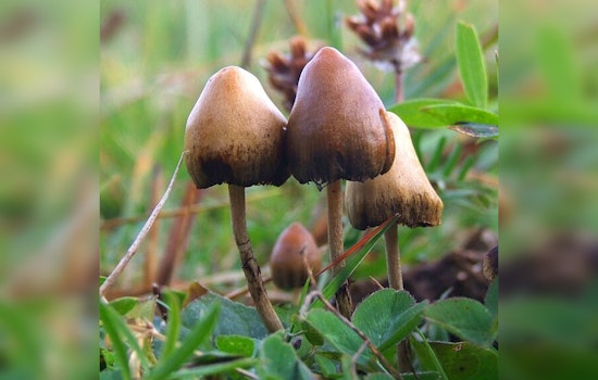 San Clemente and Joshua Tree Residents Arrested for Alleged Psilocybin Cultivation after Teen Hospitalized