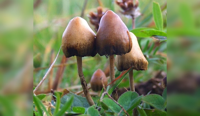 San Clemente and Joshua Tree Residents Arrested for Alleged Psilocybin Cultivation after Teen Hospitalized