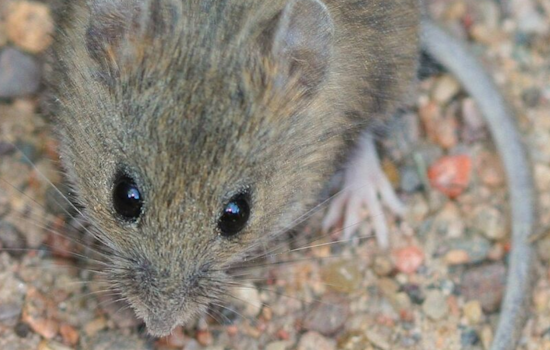 San Diego Alert: Deer Mouse in Cuyamaca Rancho State Park Tests Positive for Hantavirus