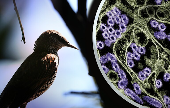 San Francisco Child Makes Presumptive Recovery from H5N1 Bird Flu, Public Health Risk Deemed Low