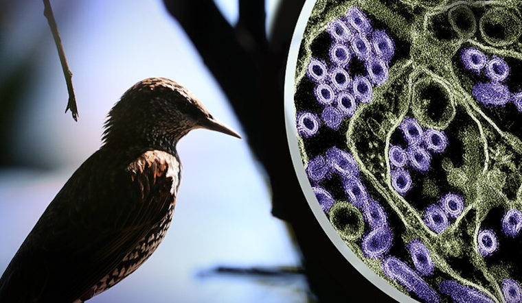 San Francisco Child Makes Presumptive Recovery from H5N1 Bird Flu, Public Health Risk Deemed Low