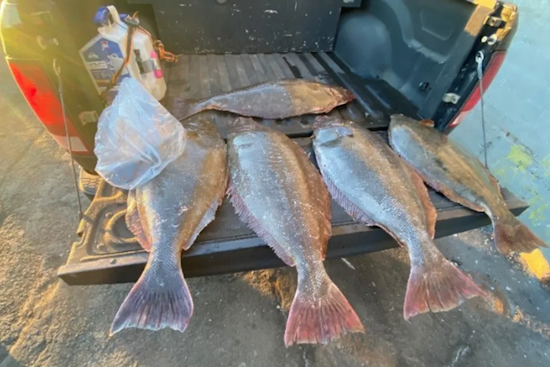 San Francisco Fisherman Accused of Illegally Stockpiling Over 2,000 Pounds of Halibut and Salmon Amid Ban