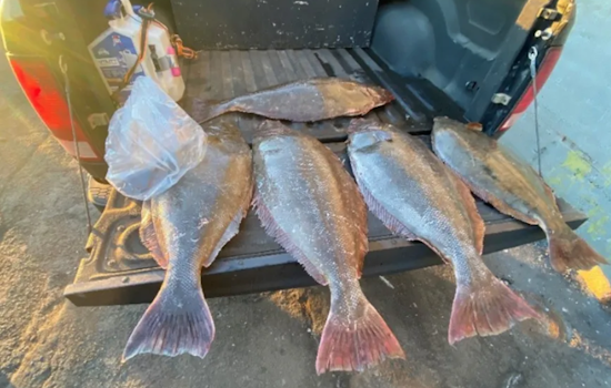 San Francisco Fisherman Accused of Illegally Stockpiling Over 2,000 Pounds of Halibut and Salmon Amid Ban
