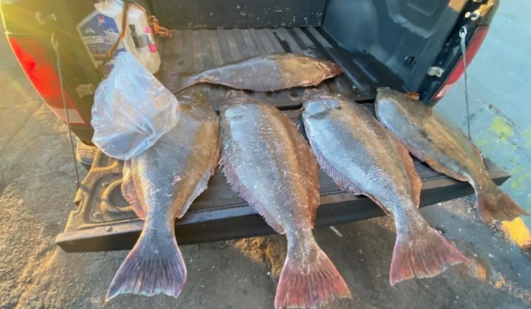 San Francisco Fisherman Accused of Illegally Stockpiling Over 2,000 Pounds of Halibut and Salmon Amid Ban