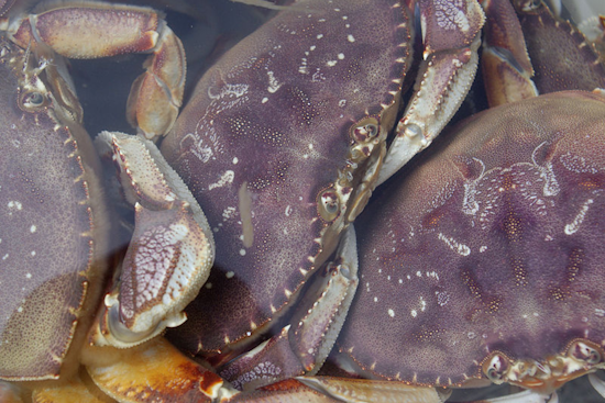 San Francisco's Fisherman's Wharf Bustles with Eager Seafood Lovers as Dungeness Crab Season Opens