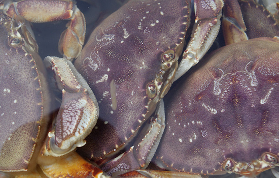 San Francisco's Fisherman's Wharf Bustles with Eager Seafood Lovers as Dungeness Crab Season Opens