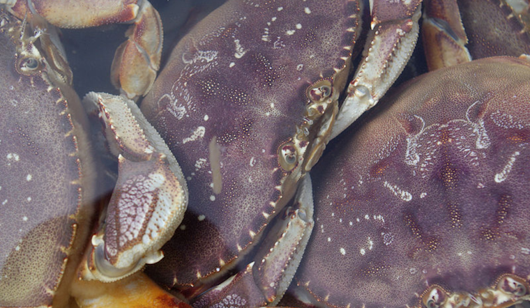 San Francisco's Fisherman's Wharf Bustles with Eager Seafood Lovers as Dungeness Crab Season Opens