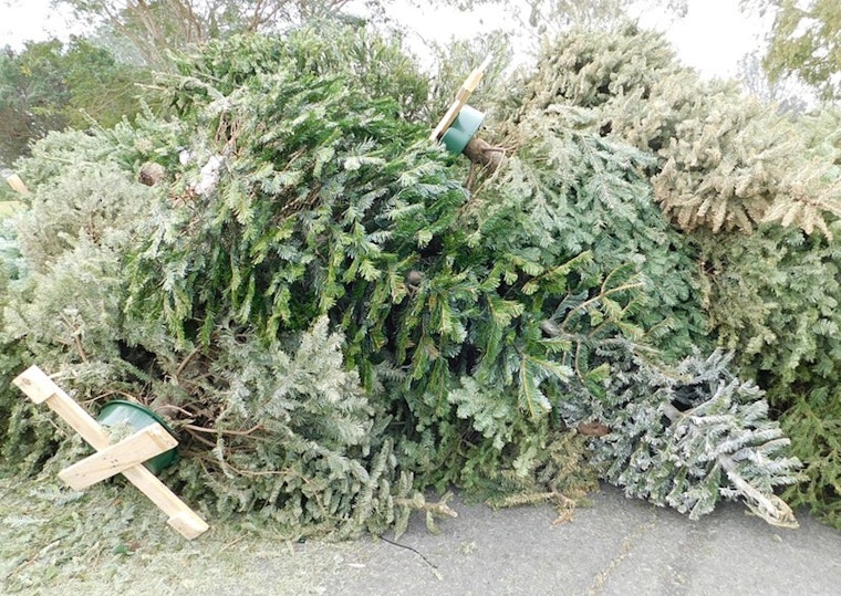 San Luis Offers Eco-Friendly Christmas Tree Disposal with New Drop-Off Program