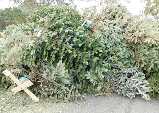 San Luis Offers Eco-Friendly Christmas Tree Disposal with New Drop-Off Program