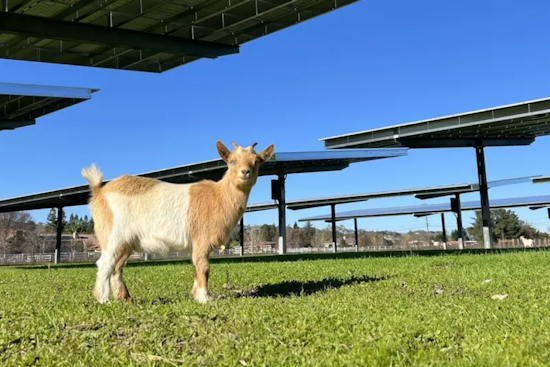 Santa Clara County Animal Services Center Goes Green with Dual-Purpose Solar Panels Providing Power and Shade