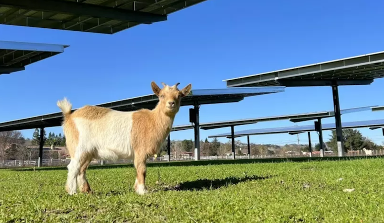 Santa Clara County Animal Services Center Goes Green with Dual-Purpose Solar Panels Providing Power and Shade