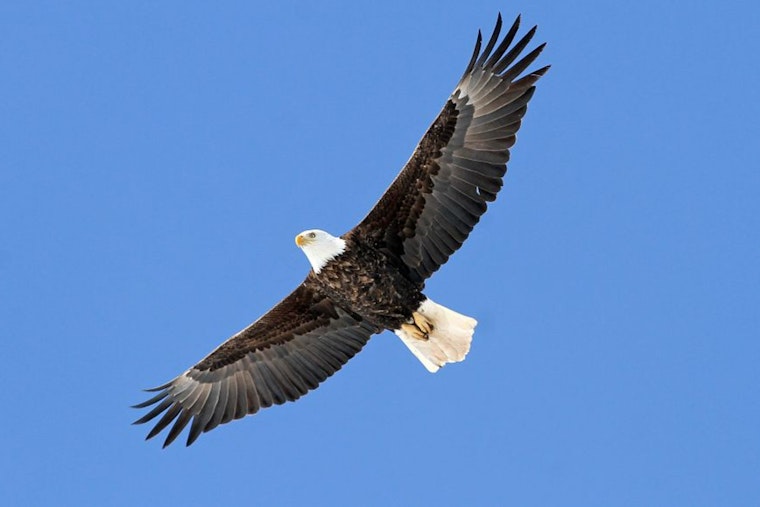 Sauk Prairie Hosts Annual Bald Eagle Watching Days, Celebrating Conservation Success with Free Public Event