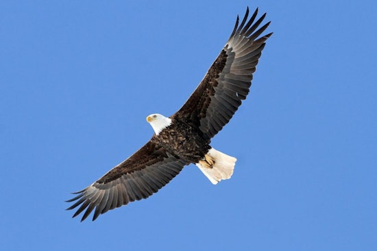 Sauk Prairie Hosts Annual Bald Eagle Watching Days, Celebrating Conservation Success with Free Public Event