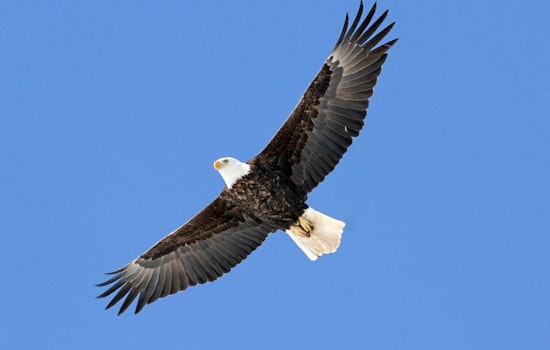 Sauk Prairie Hosts Annual Bald Eagle Watching Days, Celebrating Conservation Success with Free Public Event