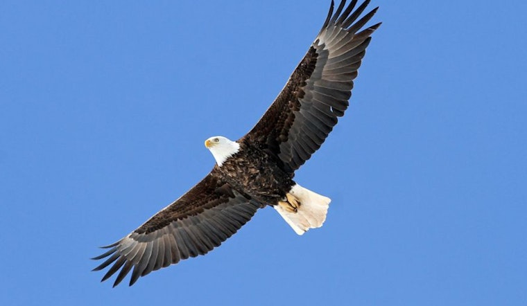 Sauk Prairie Hosts Annual Bald Eagle Watching Days, Celebrating Conservation Success with Free Public Event