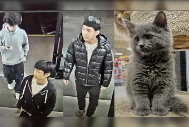 Search Intensifies for Kitten Snatched from Lynnwood PetSmart; Community Help Sought