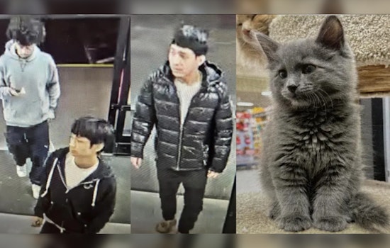 Search Intensifies for Kitten Snatched from Lynnwood PetSmart; Community Help Sought