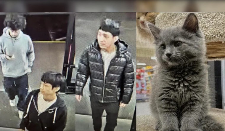 Search Intensifies for Kitten Snatched from Lynnwood PetSmart; Community Help Sought
