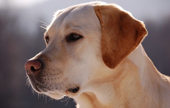 Seattle Humane Welcomes Over 60 Rescued Pets from L.A. Wildfire Zones, Readies for Adoption