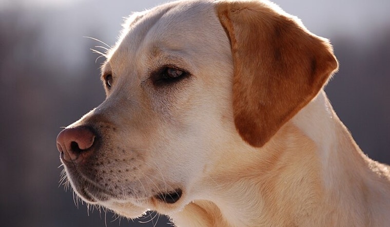 Seattle Humane Welcomes Over 60 Rescued Pets from L.A. Wildfire Zones, Readies for Adoption