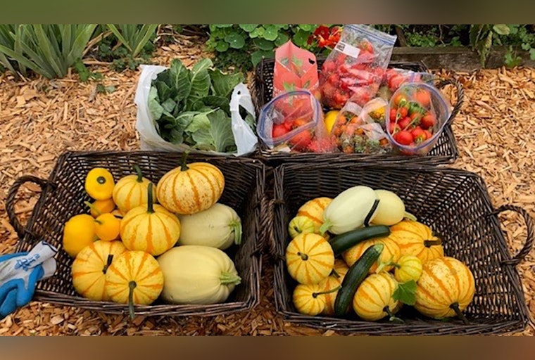 Seattle's P-Patch Giving Gardens Donate Over 40,000 Pounds of Fresh Produce to Local Food Banks