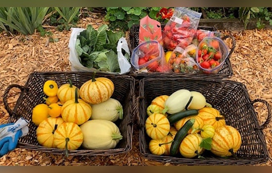Seattle's P-Patch Giving Gardens Donate Over 40,000 Pounds of Fresh Produce to Local Food Banks