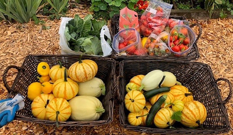Seattle's P-Patch Giving Gardens Donate Over 40,000 Pounds of Fresh Produce to Local Food Banks