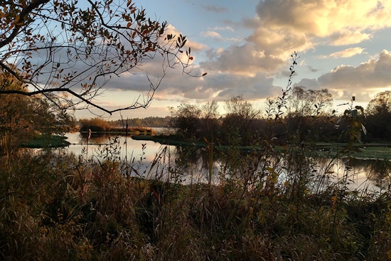 Seattle's Union Bay Natural Area, A Transformation from City Dump to Urban Oasis
