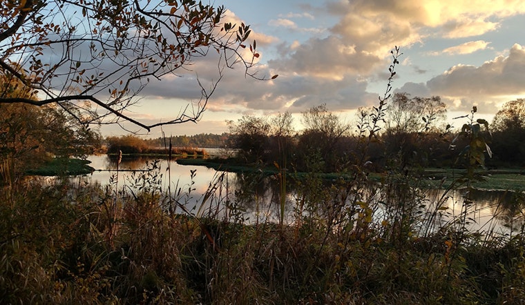 Seattle's Union Bay Natural Area, A Transformation from City Dump to Urban Oasis