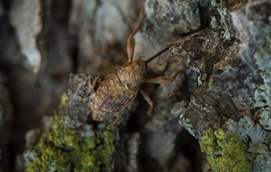 Shawnee Hosts Free Pecan Pest Management Workshop to Boost Grower Expertise and Continuing Education Credits