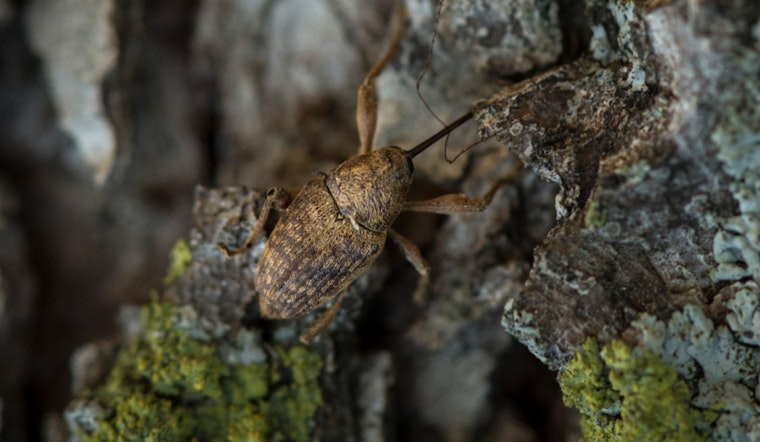 Shawnee Hosts Free Pecan Pest Management Workshop to Boost Grower Expertise and Continuing Education Credits