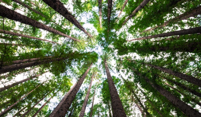 South Milwaukee Residents Invited to Green Their City with the New "Adopt-a-Tree Program"