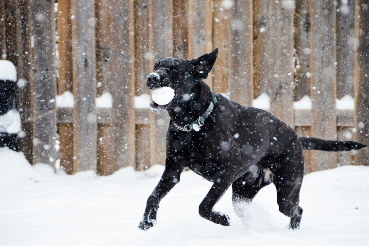 Spike in Citations for Neglect in Cold Snap, Austin and San Antonio Crack Down on Pet Owners
