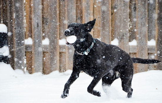Spike in Citations for Neglect in Cold Snap, Austin and San Antonio Crack Down on Pet Owners