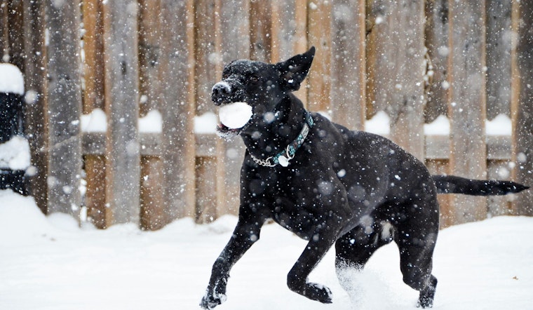 Spike in Citations for Neglect in Cold Snap, Austin and San Antonio Crack Down on Pet Owners