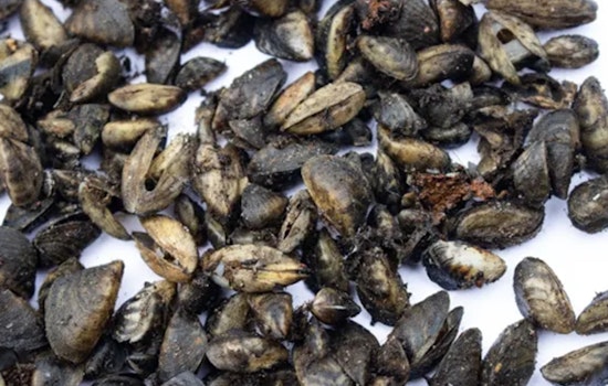 Spokane Inspectors Thwart Invasive Mussel Threat to Washington Waters with Record Tugboat Interception