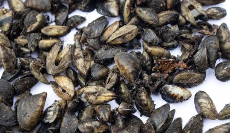 Spokane Inspectors Thwart Invasive Mussel Threat to Washington Waters with Record Tugboat Interception