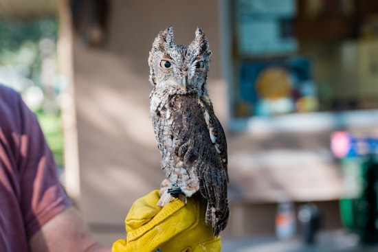 St. Petersburg's Boyd Hill Nature Preserve Hosts Free 11th Annual Raptor Fest on February 1