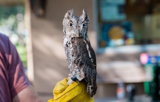 St. Petersburg's Boyd Hill Nature Preserve Hosts Free 11th Annual Raptor Fest on February 1
