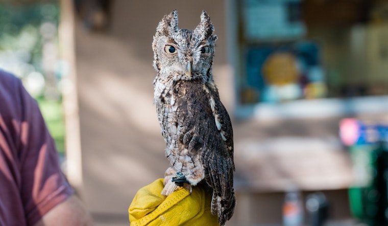 St. Petersburg's Boyd Hill Nature Preserve Hosts Free 11th Annual Raptor Fest on February 1