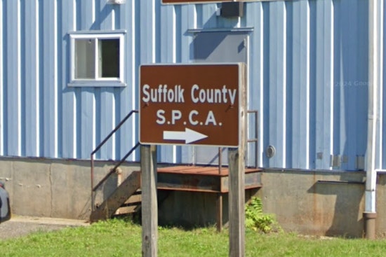 Suffolk County SPCA Offers $3,000 Reward for Info on Bulldog Puppy Found Dead in Long Island