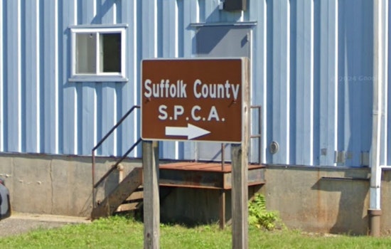 Suffolk County SPCA Offers $3,000 Reward for Info on Bulldog Puppy Found Dead in Long Island