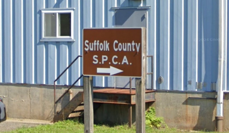Suffolk County SPCA Offers $3,000 Reward for Info on Bulldog Puppy Found Dead in Long Island
