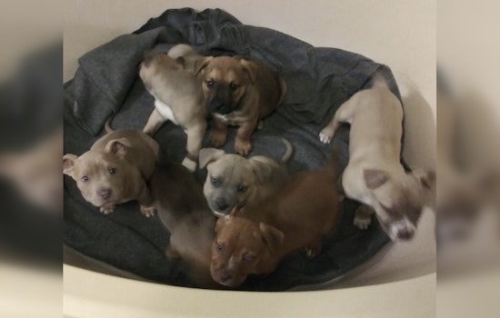 Tennessee Man Charged with Aggravated Animal Cruelty for Abandoning Puppies Near Paris Landing Bridge